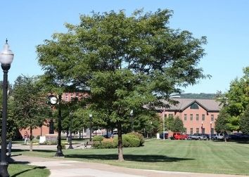 An image of a tree in the middle of the Cattaraugus County Campus.