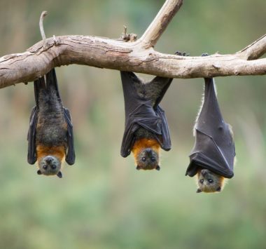 Three bats hang upside down from a branch against a blurred green background. Their wings are folded, and they have dark fur with orange around their necks.