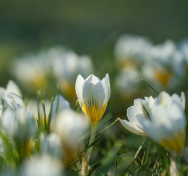 Close-up of blooming white crocus flowers with yellow centers in a meadow. Soft sunlight creates a serene and fresh springtime atmosphere.