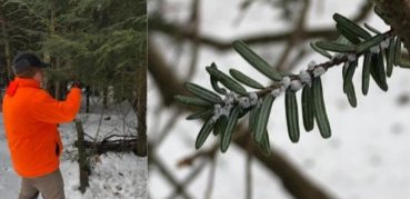 A person in an orange jacket examines a snow-dusted evergreen branch in a snowy forest. 