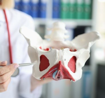 A person in a white coat holds a model of a human pelvis, pointing with a pen. Bookshelves are blurred in the background. 