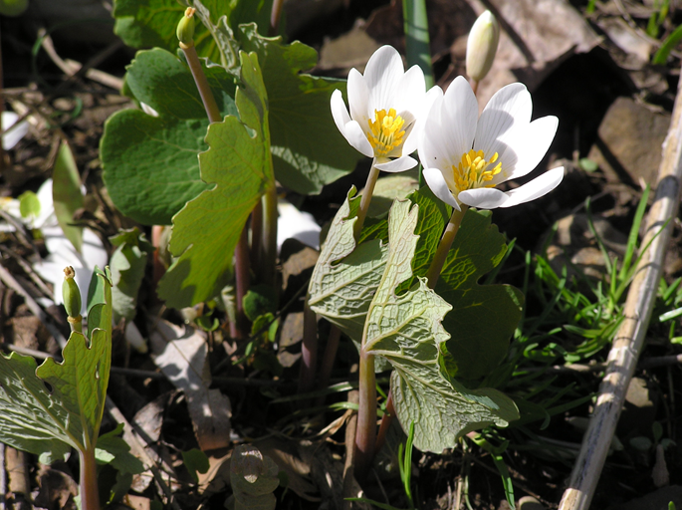Sanguinaria canadensis, commonly known as bloodroot, is native to Western New York. 