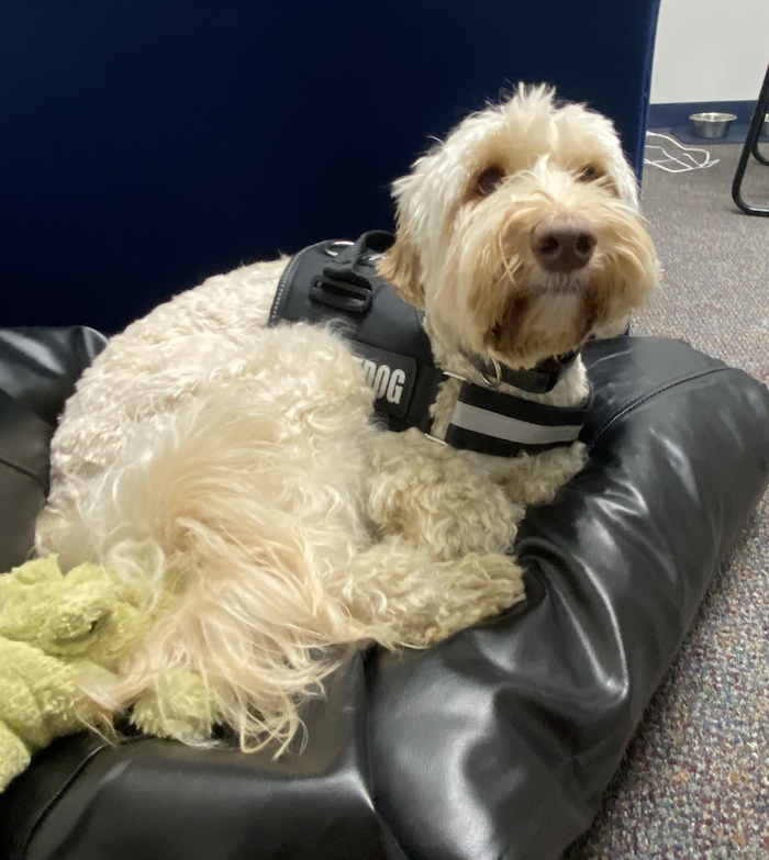 A dog lays on a mat in an office.