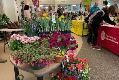 Flowers and plants set on a table in a fair-like atmosphere.